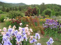 /album/galerie-de-photos-floraisons/jardin-de-la-tour-04-comp-jpg1/